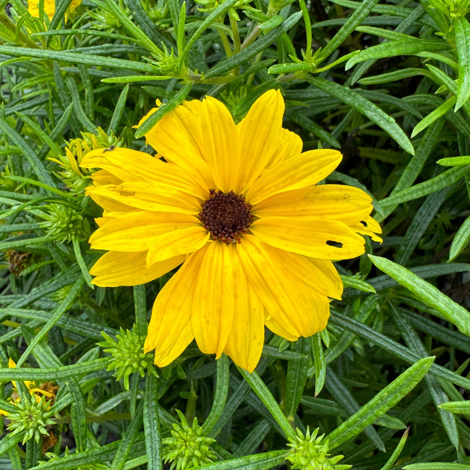 Zone 10 - Plants