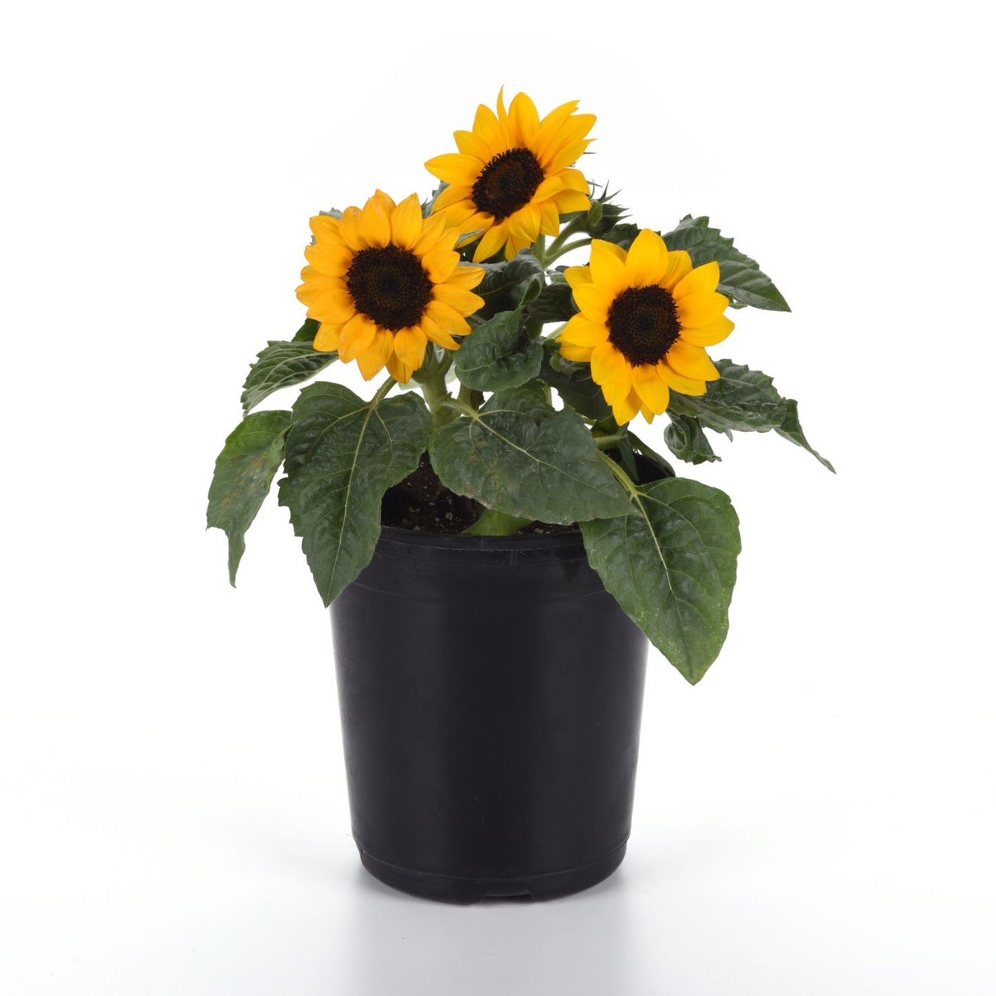 Three yellow sunflowers with dark brown centers growing in a black nursery pot, photographed on a clean white background. - Photo Courtesy of Ball Horticulture, Inc.