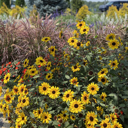 Suncredible® Saturn™ Sunflower (Helianthus) - Photo Property of Garden Crossings LLC