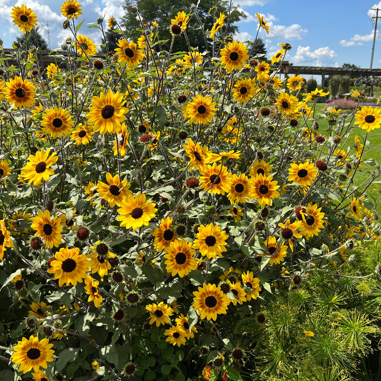 Suncredible® Saturn™ Sunflower (Helianthus) - Photo Property of Garden Crossings LLC