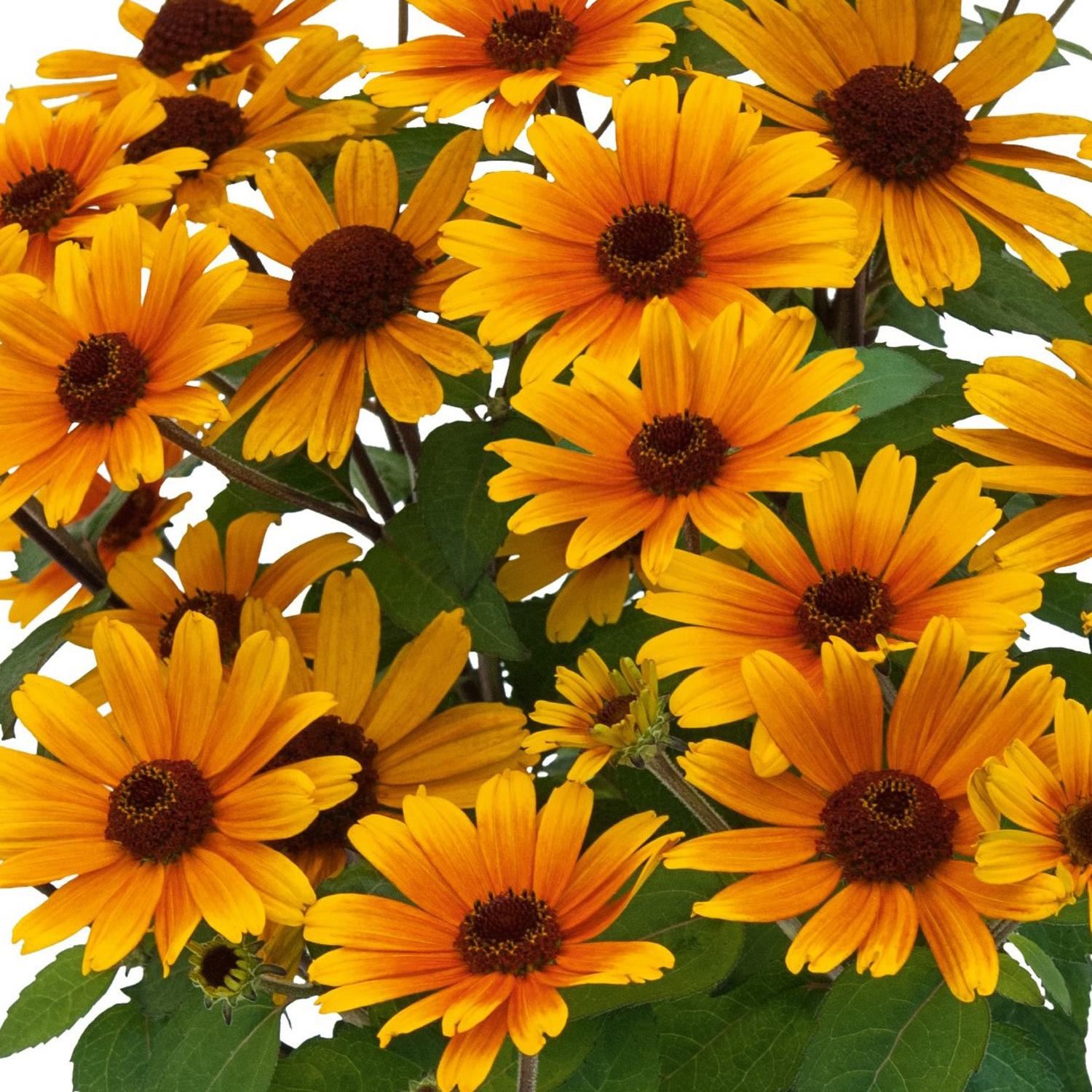 A cluster of 'Bacio Del Sole' False Sunflower (Heliopsis), a drought-tolerant perennial, features golden-yellow, orange daisy-like blooms with dark brown centers and green leaves, set against a white background - Photo Courtesy of Ball Horticulture, Inc.