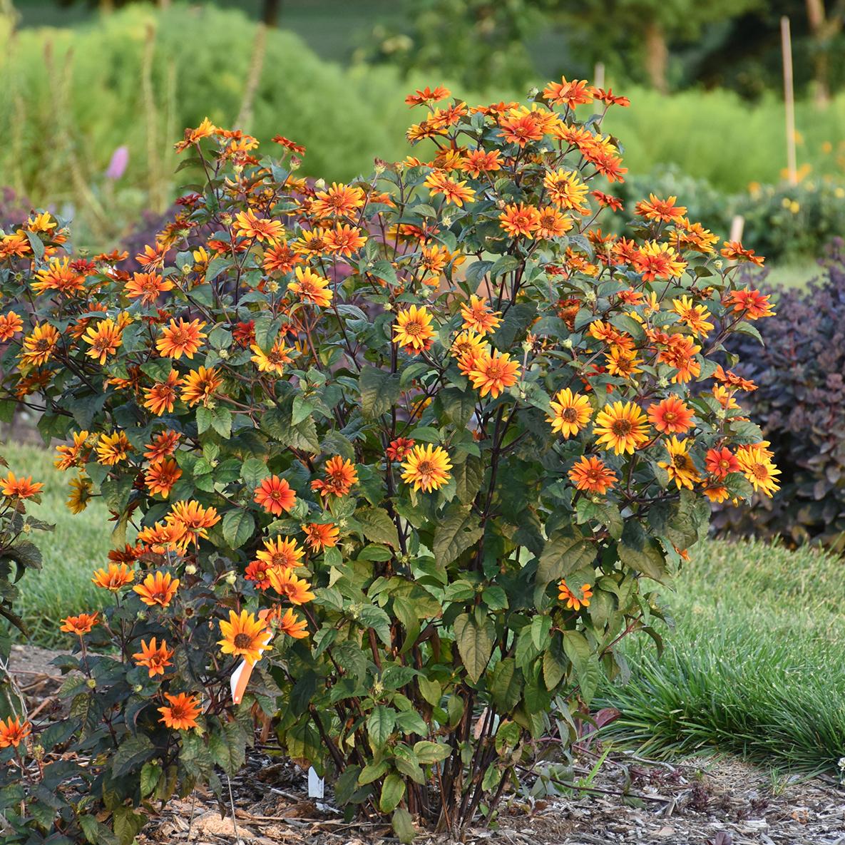 Bleeding Hearts' False Sunflower (Heliopsis) is a bushy perennial with many orange and yellow daisy-like flowers - Photo Courtesy of Walters Gardens, Inc.