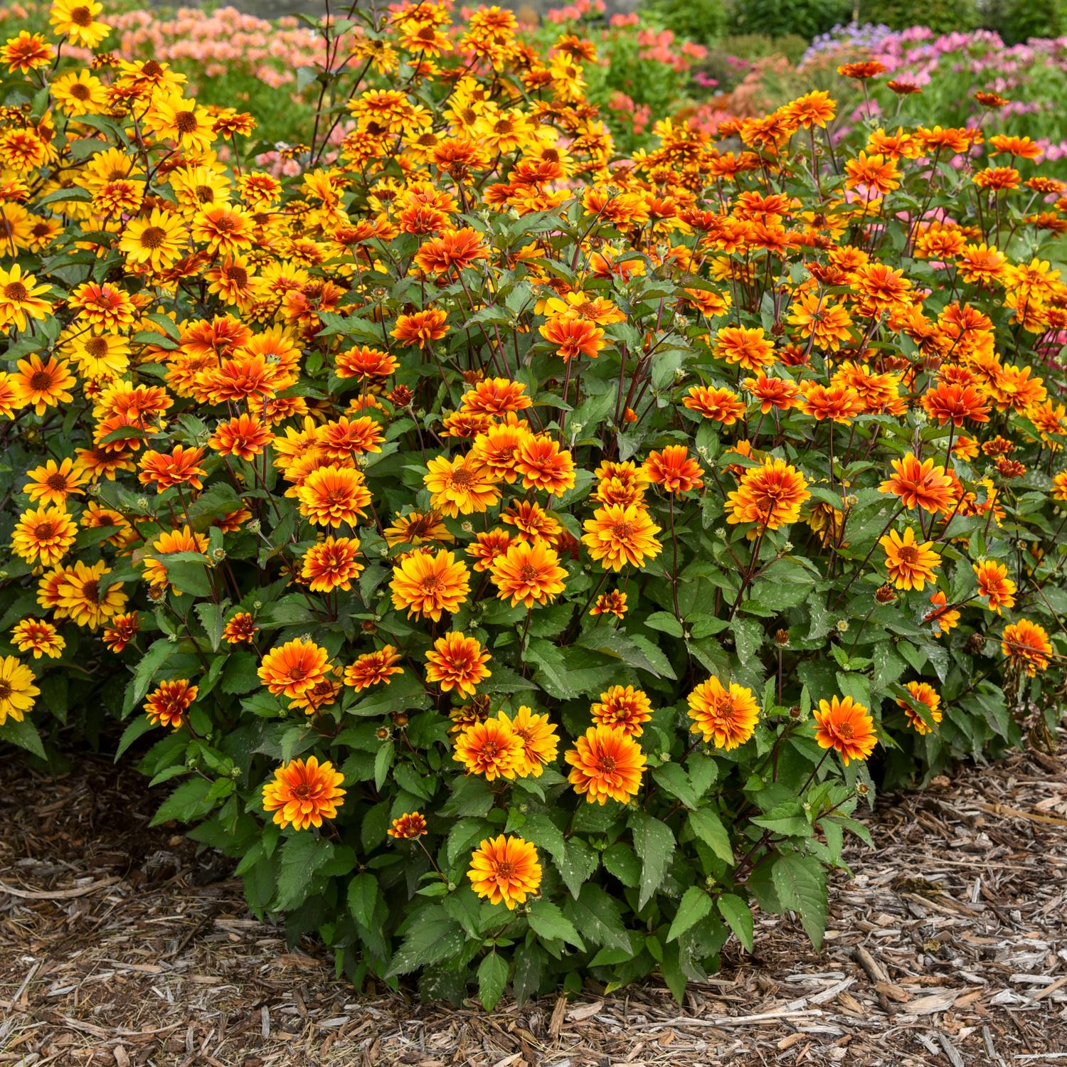 A vibrant cluster of orange and yellow 'Forged in Fire' False Sunflower (Heliopsis) blooms amid green leaves and mulch. More colorful flowers appear blurred in the background - Photo Courtesy of Walters Gardens, Inc.