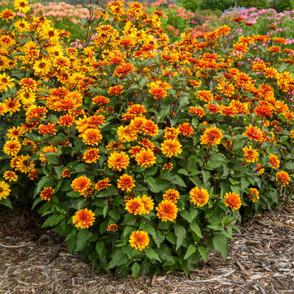 A vibrant cluster of orange and yellow 'Forged in Fire' False Sunflower (Heliopsis) blooms amid green leaves and mulch. More colorful flowers appear blurred in the background - Photo Courtesy of Walters Gardens, Inc.