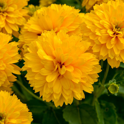 Rays For Days' False Sunflower (Heliopsis) - Photo Courtesy of Walters Gardens, Inc.
