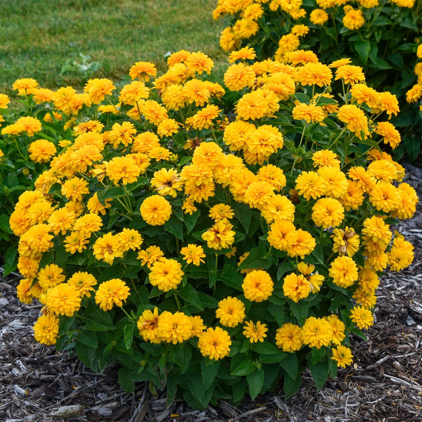 Rays For Days' False Sunflower (Heliopsis) - Photo Courtesy of Walters Gardens, Inc.