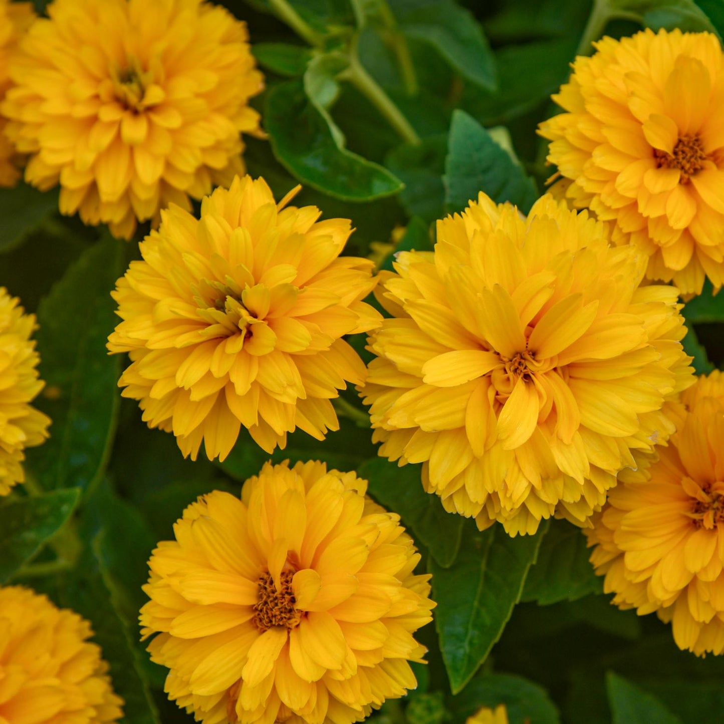 Rays For Days' False Sunflower (Heliopsis) - Photo Courtesy of Walters Gardens, Inc.