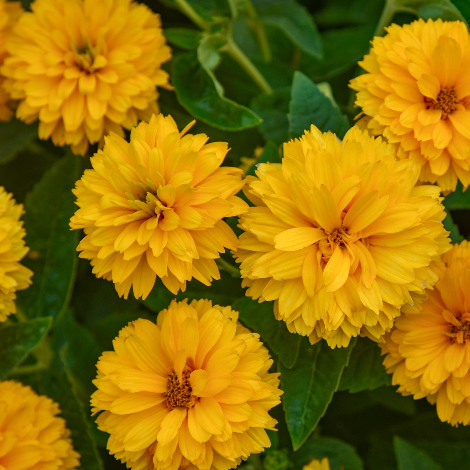 Rays For Days' False Sunflower (Heliopsis) - Photo Courtesy of Walters Gardens, Inc.