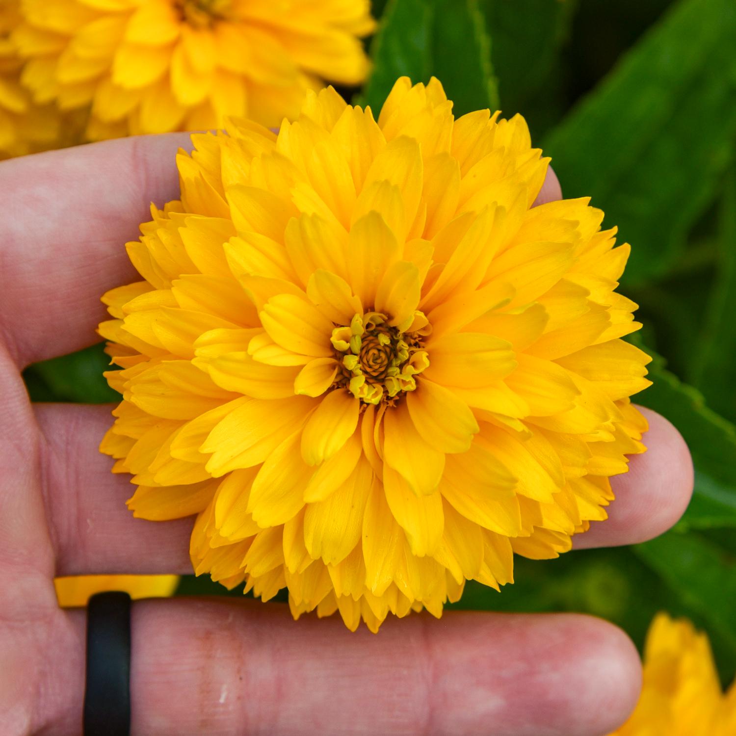 Rays For Days' False Sunflower (Heliopsis) - Photo Courtesy of Walters Gardens, Inc.