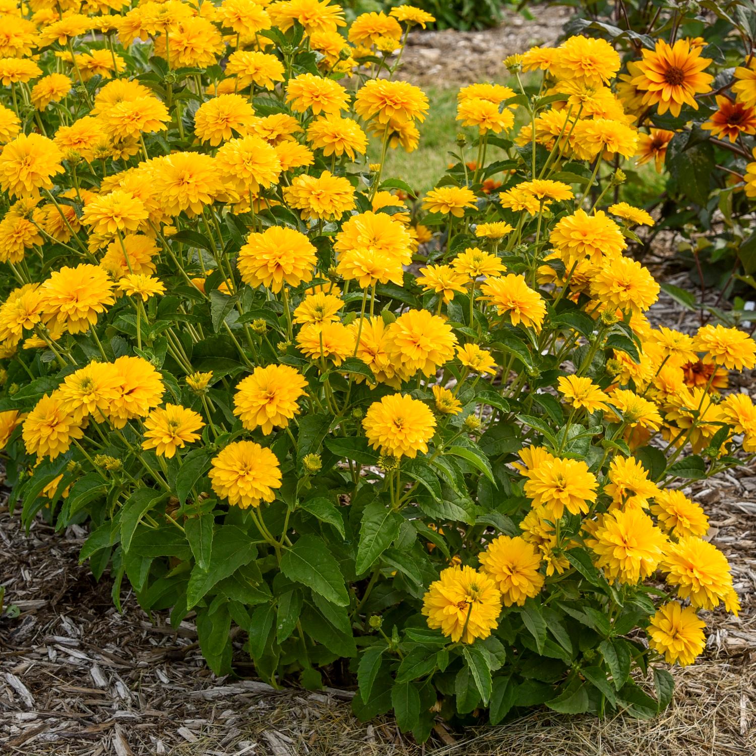 Rays For Days' False Sunflower (Heliopsis) - Photo Courtesy of Walters Gardens, Inc.