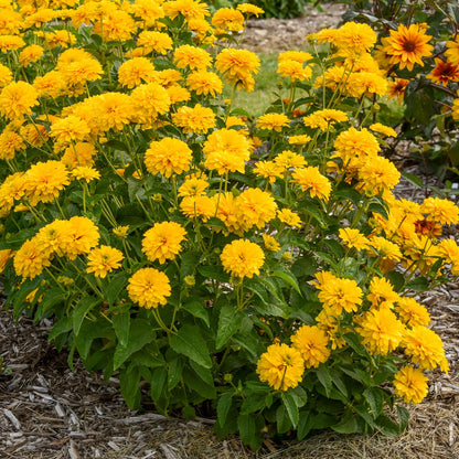 Rays For Days' False Sunflower (Heliopsis) - Photo Courtesy of Walters Gardens, Inc.