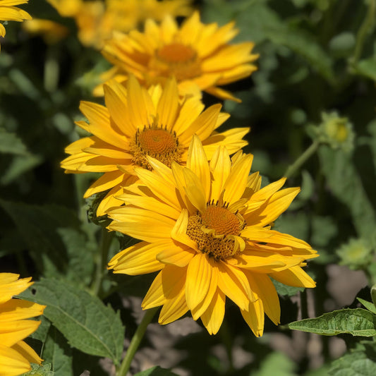 A close-up of vibrant yellow Tuscan Gold™ False Sunflower (Heliopsis), a drought-tolerant perennial, blooming among green leaves with sunlight highlighting their radiant petals - Photo Property of Garden Crossings LLC.