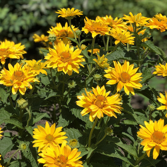 Tuscan Gold™ False Sunflower (Heliopsis) features bright yellow flowers with dark centers and green leaves thriving in sunlight - Photo Property of Garden Crossings LLC.