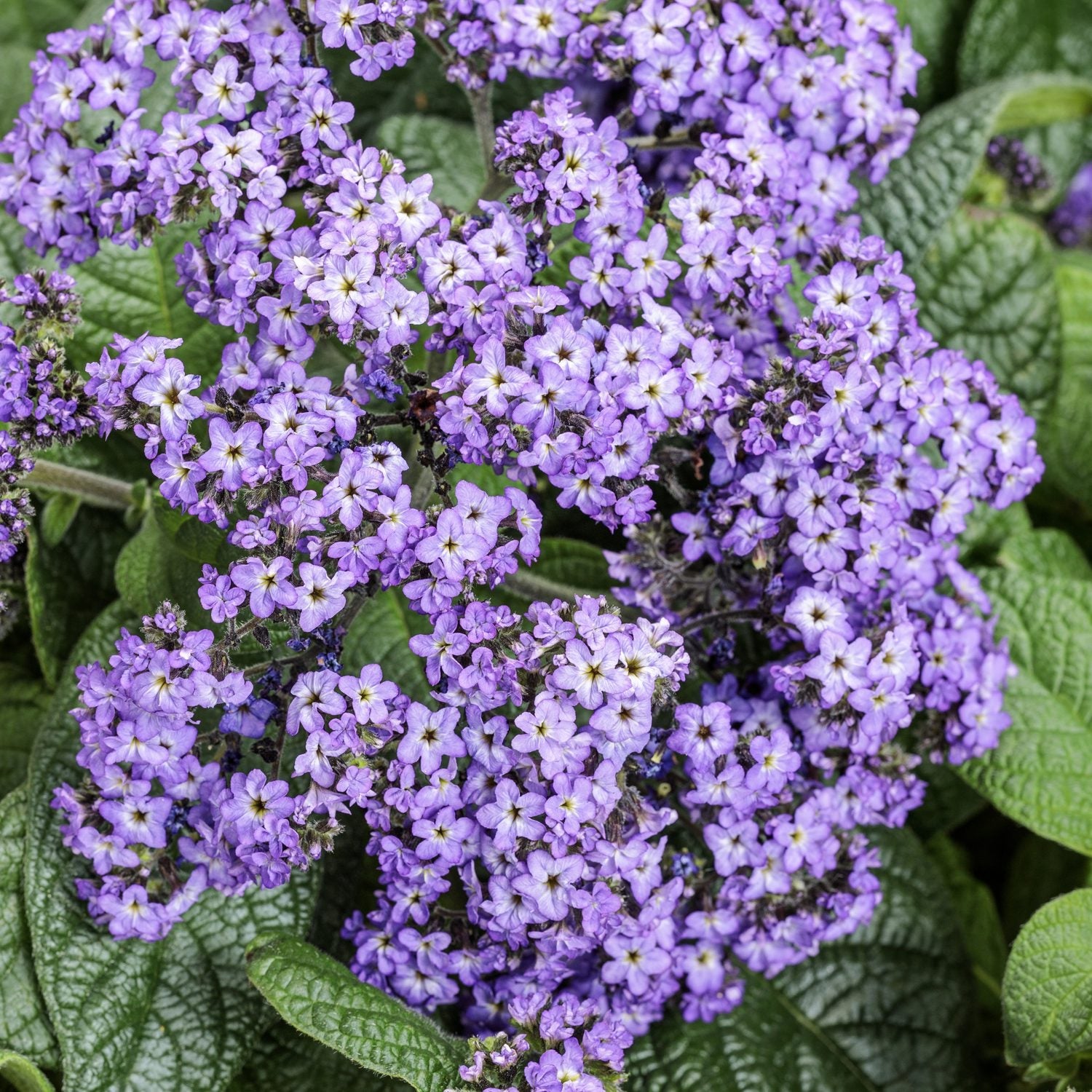 CLose-up of dense clusters of Aromagica™ Purple Heliotrope (Heliotropium) featuring fragrant purple blooms with yellow centers and dense green leaves - Photo Courtesy of Proven Winners, Inc.