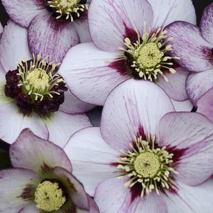 A close-up of Honeymoon® 'French Kiss' Lenten Rose (Helleborus) flowers featuring pale white and purple petals with yellow-green centers and fine purple veining, ideal for brightening shade gardens - Photo Courtesy of Walters Gardens, Inc.