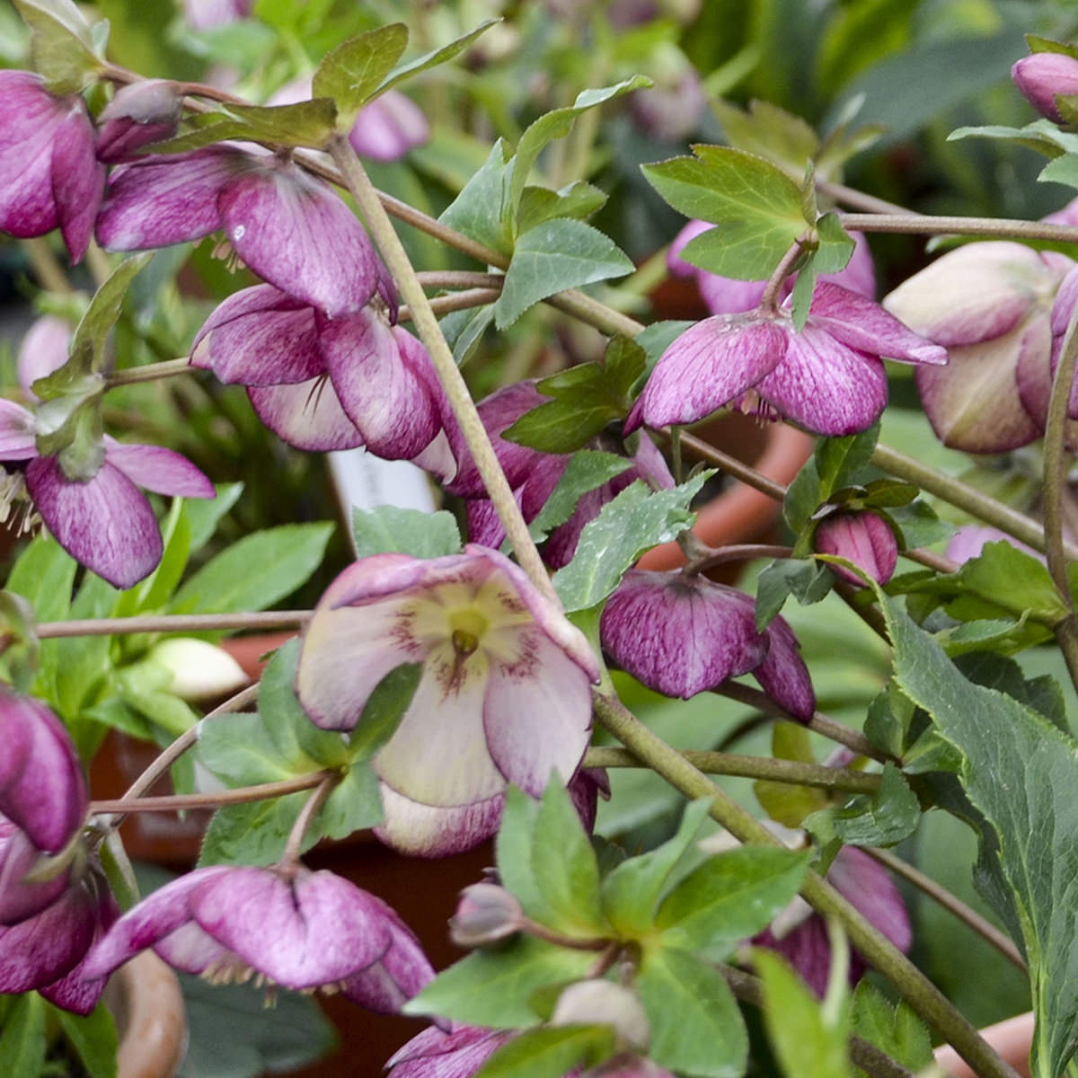 Close-up of the Honeymoon® 'French Kiss' Lenten Rose (Helleborus) features clusters of purple and white blooms with green foliage, thriving in shade gardens. Some downward-facing flowers highlight its delicate petals and subtle color gradients - Photo Courtesy of Walters Gardens, Inc.