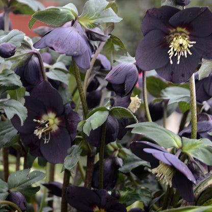 Honeymoon® 'New York Night' Lenten Rose (Helleborus) - Photo Courtesy of Walters Gardens, Inc.