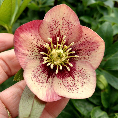 A hand gently holds a Honeymoon® 'Sandy Shores' Lenten Rose (Helleborus) bloom, its creamy pink petals with maroon speckles standing out against a backdrop of lush green shade perennial foliage - Photo Property of Garden Crossings LLC.