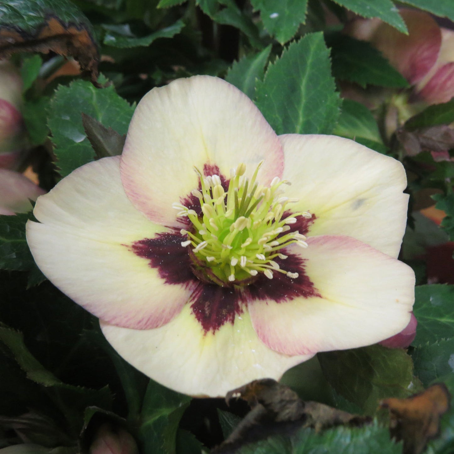 The Honeymoon® 'Sandy Shores' Lenten Rose (Helleborus) features pale cream blooms with deep purple centers, yellow-tipped stamens, and is surrounded by green leaves - Photo Property of Garden Crossings LLC.