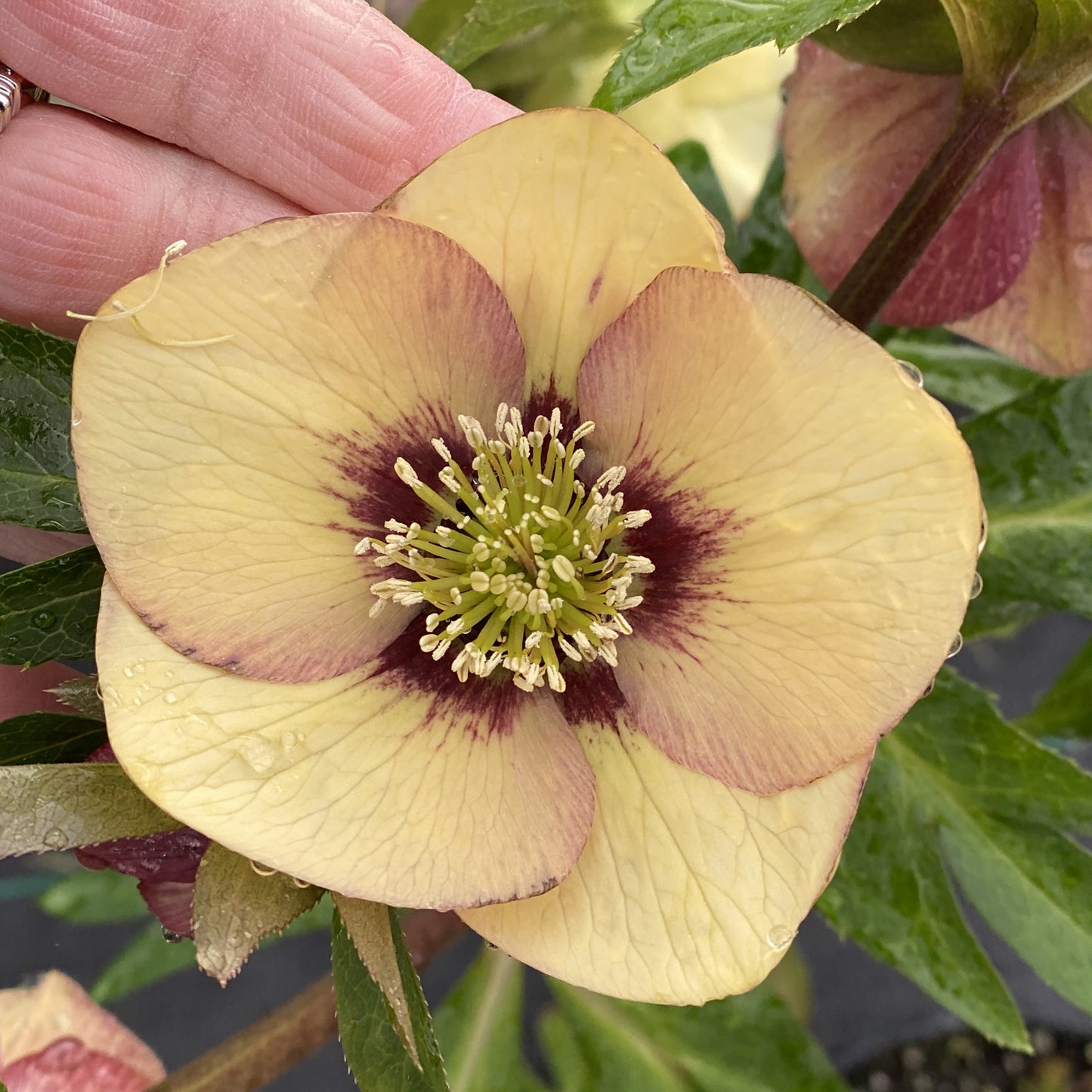 A close-up of Honeymoon® 'Sandy Shores' Lenten Rose (Helleborus) shows its pale yellow petals with purple markings, surrounded by green leaves and gently held up by a pair of fingers to display its distinct stamens - Photo Property of Garden Crossings LLC.