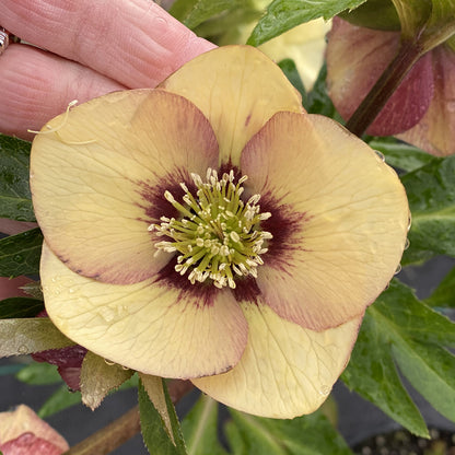 A close-up of Honeymoon® 'Sandy Shores' Lenten Rose (Helleborus) shows its pale yellow petals with purple markings, surrounded by green leaves and gently held up by a pair of fingers to display its distinct stamens - Photo Property of Garden Crossings LLC.