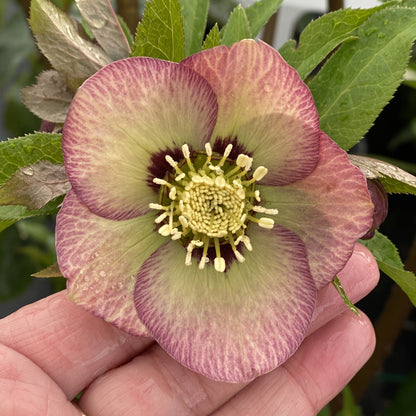 A close-up of a hand holding a Honeymoon® 'Sandy Shores' Lenten Rose (Helleborus), featuring pale pink and green petals with dark purple edges, a yellow center, and surrounded by lush shade-loving foliage - Photo Property of Garden Crossings LLC.