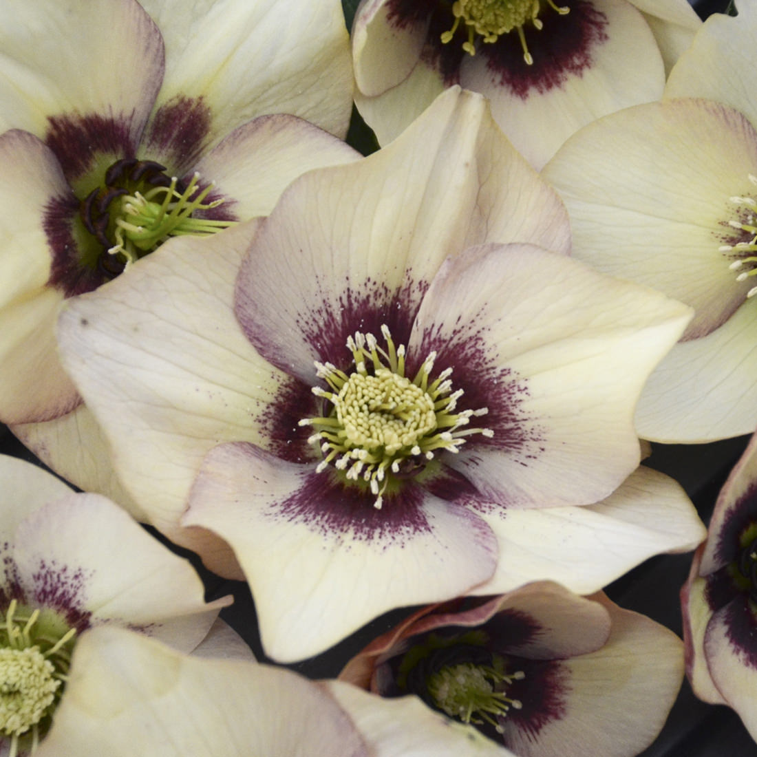 Close-up of Honeymoon® 'Sandy Shores' Lenten Rose (Helleborus) features pale cream flowers with subtle purple edges, deep purple centers, and yellow-green stamens - Photo Courtesy of Walters Gardens, Inc.