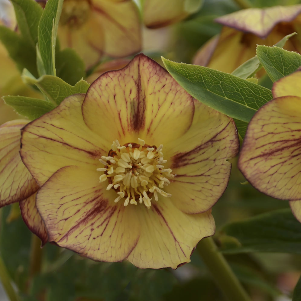A close-up of Honeymoon® 'Tropical Sunset' Lenten Rose (Helleborus) with yellow petals edged in dark red, veined details, and a central cluster of stamens amid green leaves - Photo Courtesy of Walters Gardens, Inc.