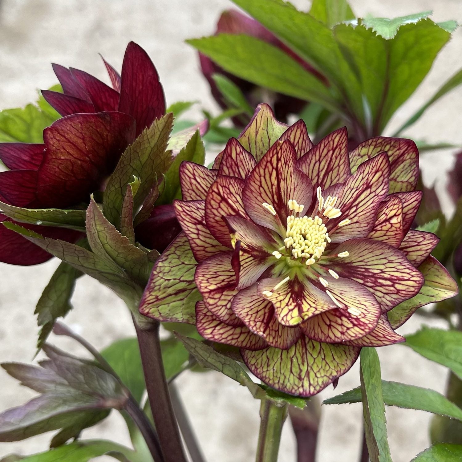 Garden Crossings Wedding Party Childhood Sweetheart Lenten Rose