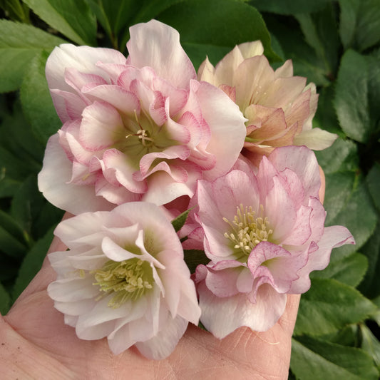 Wedding Party® 'Flower Girl' Lenten Rose (Helleborus) - Photo Property of Garden Crossings LLC