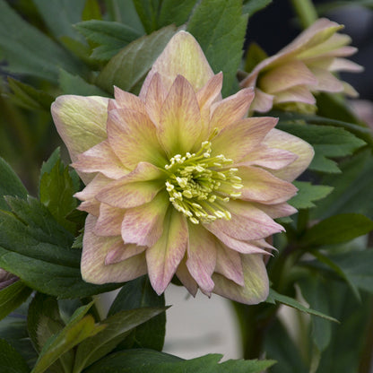 A close-up of the Wedding Party® 'Mother of the Bride' Lenten Rose (Helleborus), featuring its pale pink and yellow double blooms with layered petals and green leaves in the background - Photo Courtesy of Walters Gardens, Inc.