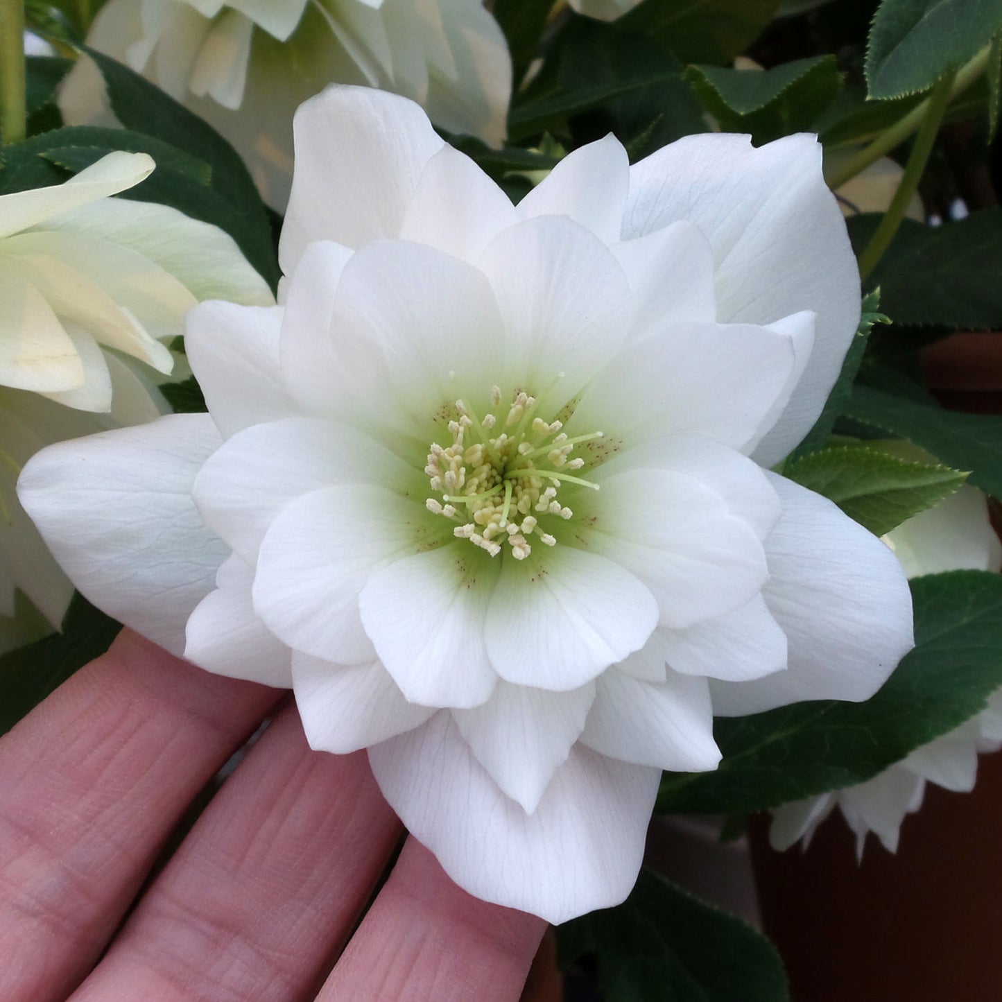 Wedding Party® 'Wedding Bells' Lenten Rose (Helleborus) - Photo Property of Garden Crossings LLC