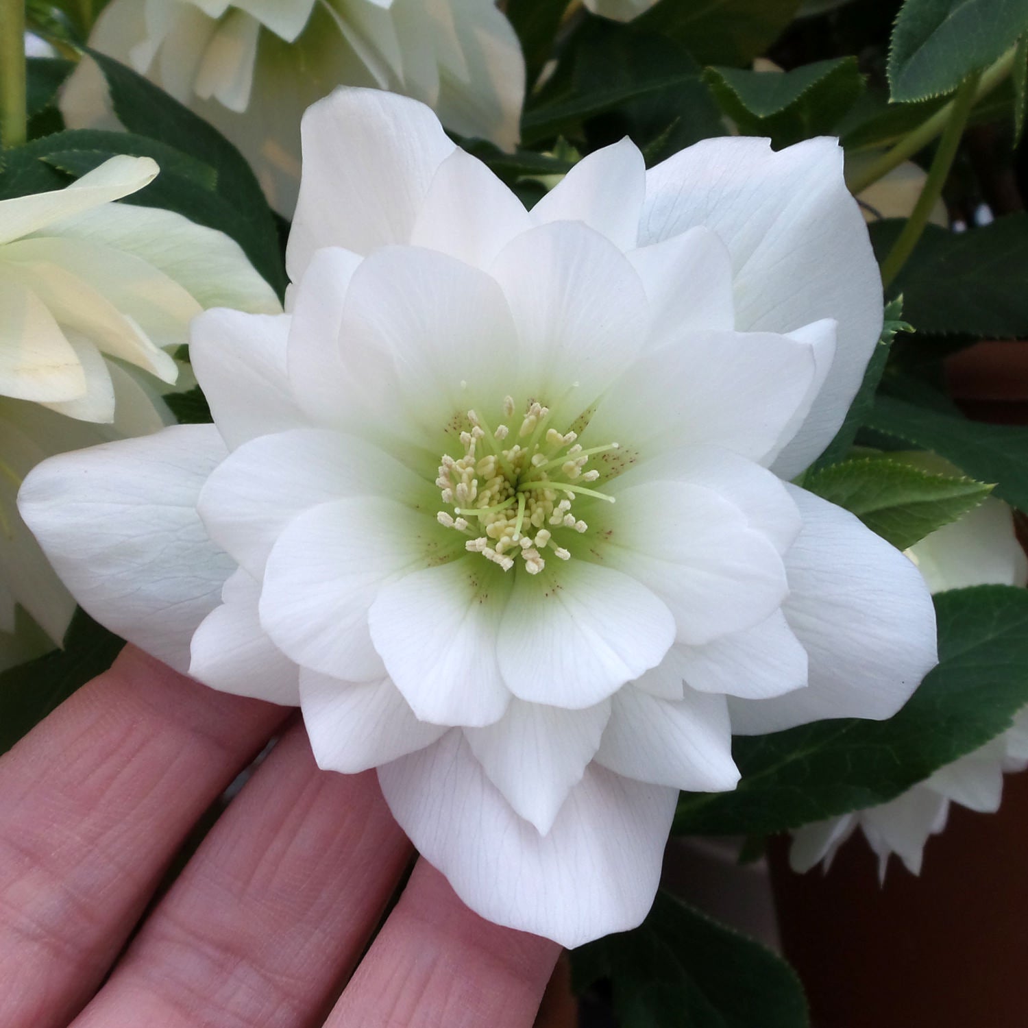 Wedding Party® 'Wedding Bells' Lenten Rose (Helleborus) - Photo Property of Garden Crossings LLC