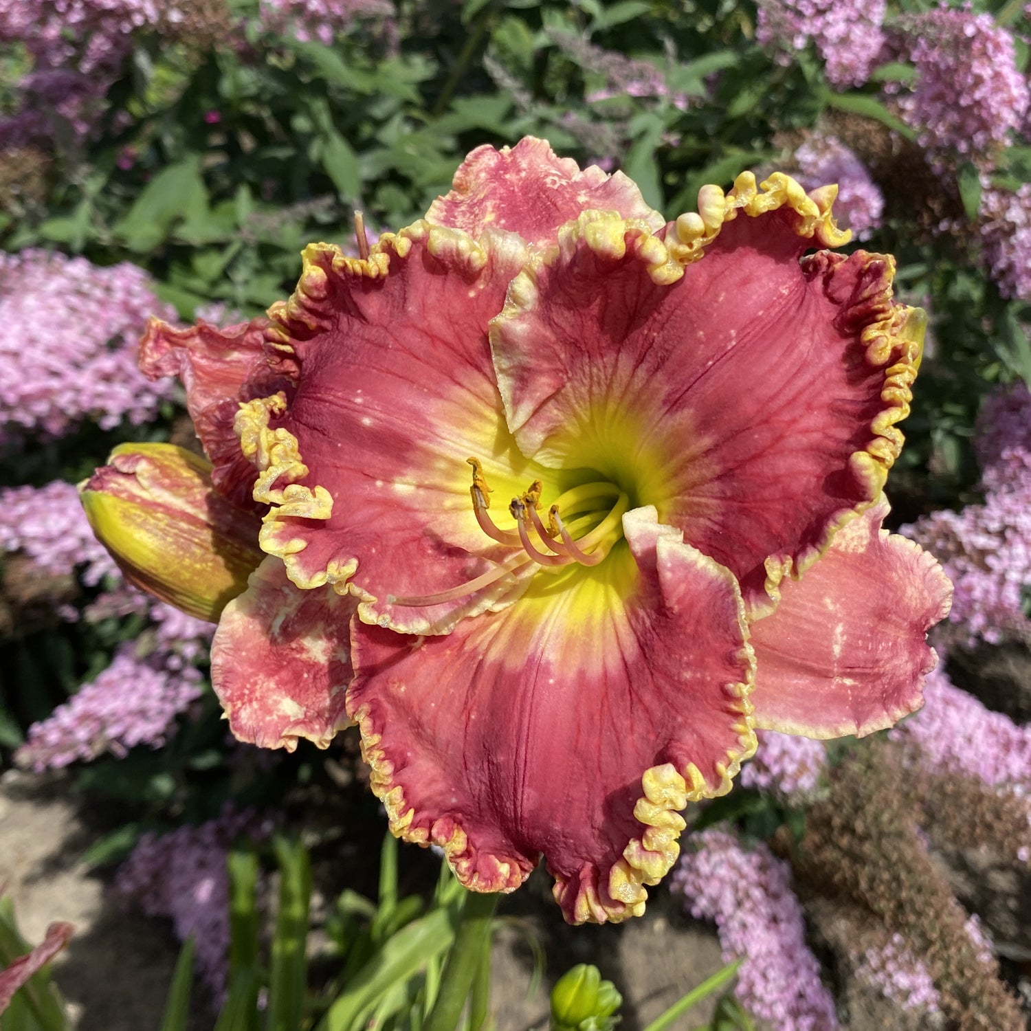 A close-up of a 'Born To Run' Daylily (Hemerocallis), a rabbit-resistant perennial with pink petals, yellow accents, and ruffled edges, blooming in a garden against blurred purple flowers and lush green foliage - Photo Property of Garden Crossings LLC.