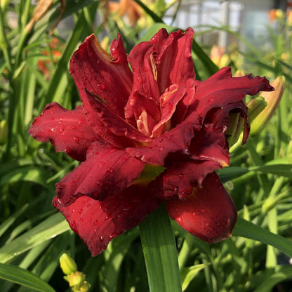 A close-up of 'Double Pardon Me' Daylily shows deep red, ruffled double blooms with water droplets, set among green leaves in bright sunlight - Photo Property of Garden Crossings LLC.