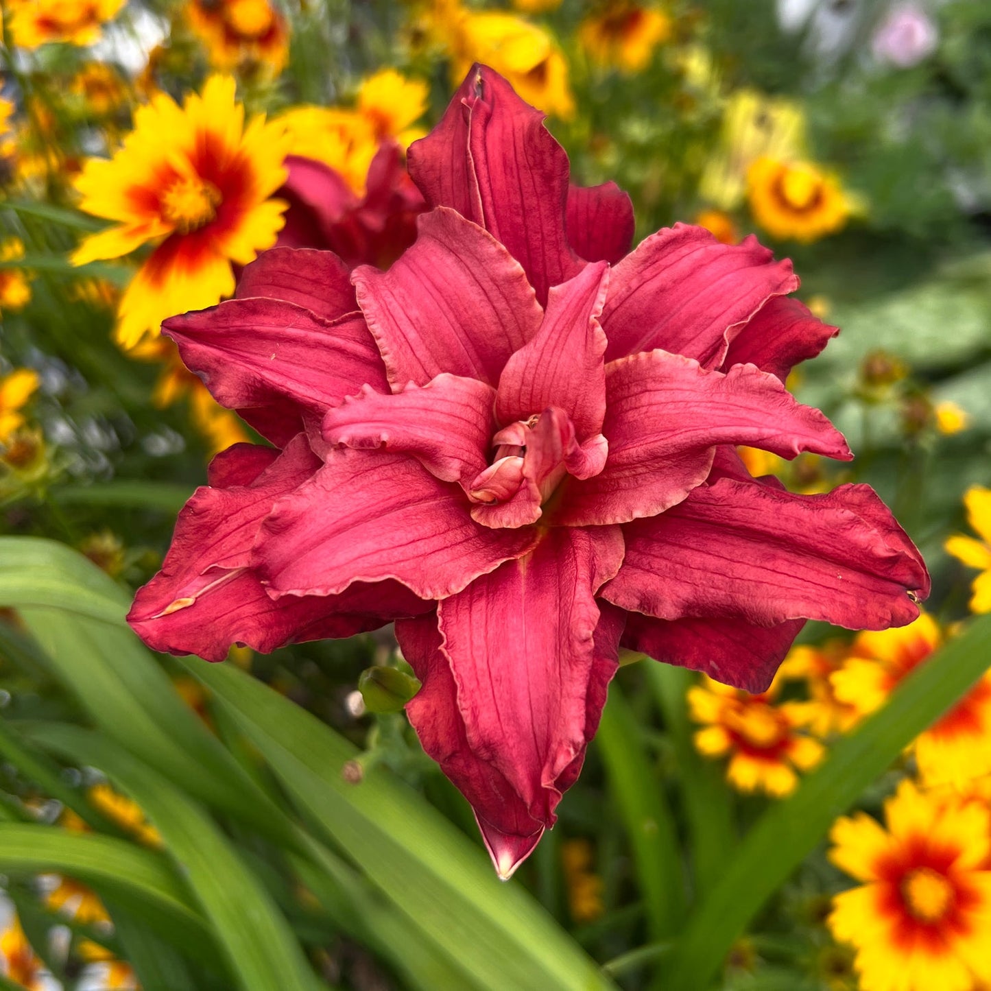 A close-up of the vibrant 'Double Pardon Me' Daylily (Hemerocallis) in full bloom with beautiful layered red petals, surrounded by yellow and orange flowers with green leaves - Photo Property of Garden Crossings LLC.