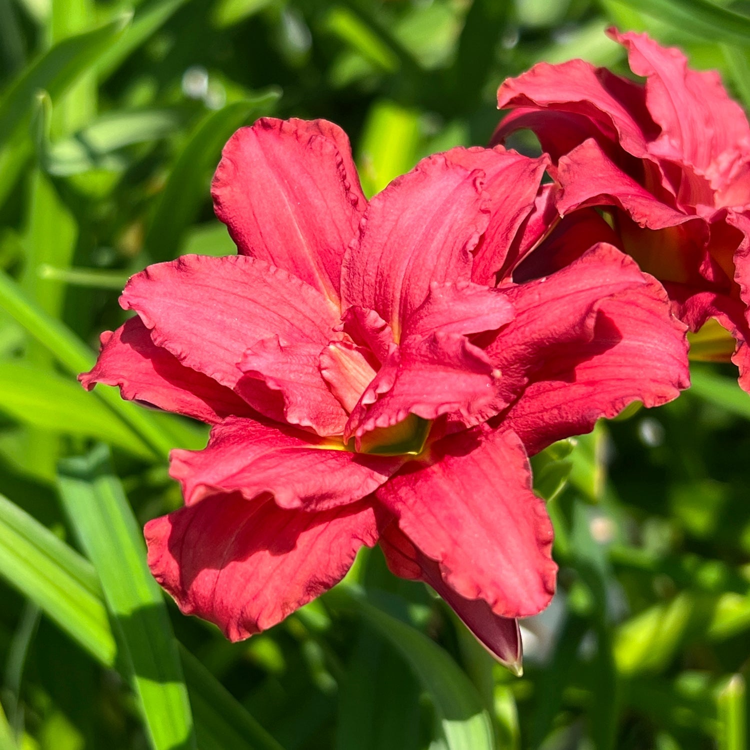 Close-up of a ‘Double Pardon Me’ Daylily (Hemerocallis) with vibrant red, double blooms amid green leaves and sunlight, with another flower behind - Photo Property of Garden Crossings LLC.
