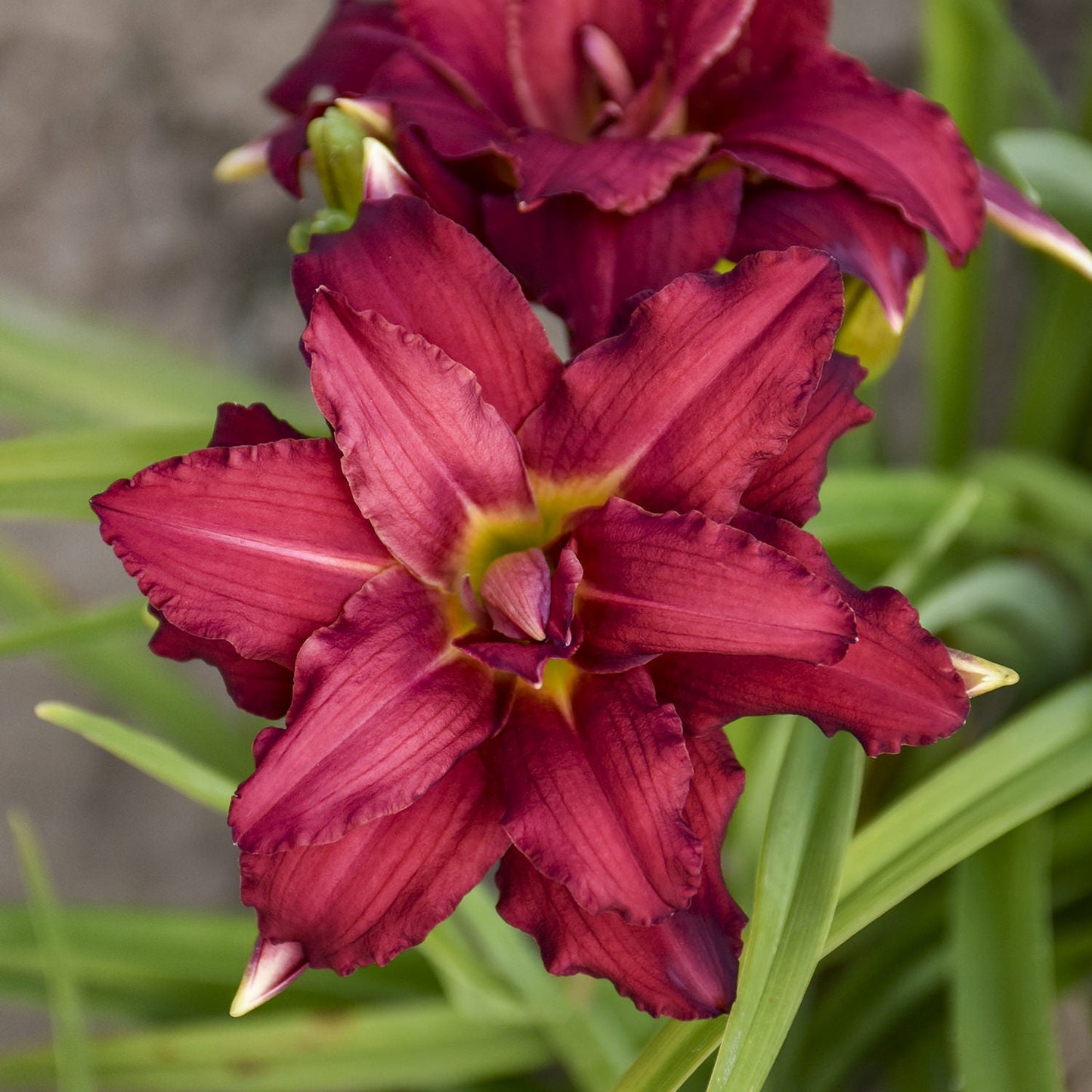 A close-up of ‘Double Pardon Me’ Daylily (Hemerocallis) shows its deep red double blooms with yellow centers, set among slender green leaves and another flower behind - Photo Courtesy of Walters Gardens, Inc.