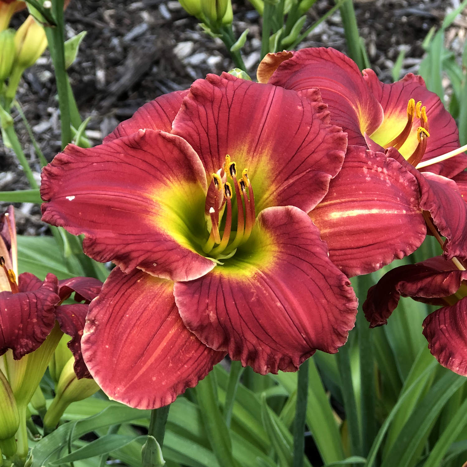 A close-up of a vibrant Happy Ever Appster® 'Red Hot Returns' Daylily (Hemerocallis) with yellow-green center, surrounded by green leaves and buds - Photo Property of Garden Crossings LLC.