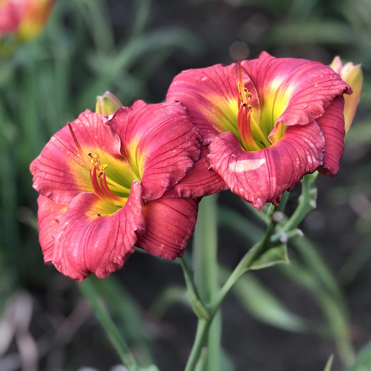 Two vibrant pink Happy Ever Appster® 'Red Hot Returns' Daylilies (Hemerocallis) with yellow centers bloom side by side on green stems, set against a soft, blurred backdrop of foliage and soil - Photo Property of Garden Crossings LLC.