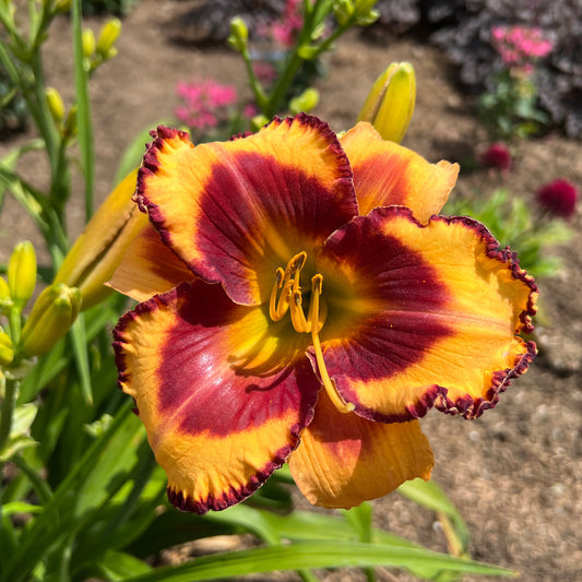 Rainbow Rhythm® 'Blazing Glory' Daylily (Hemerocallis) - Photo Property of Garden Crossings LLC