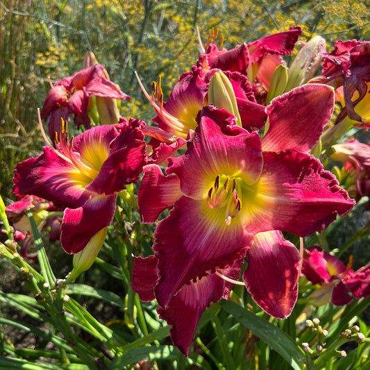 Rainbow Rhythm® 'Blood, Sweat and Tears' Daylily (Hemerocallis) - Photo Property of Garden Crossings LLC