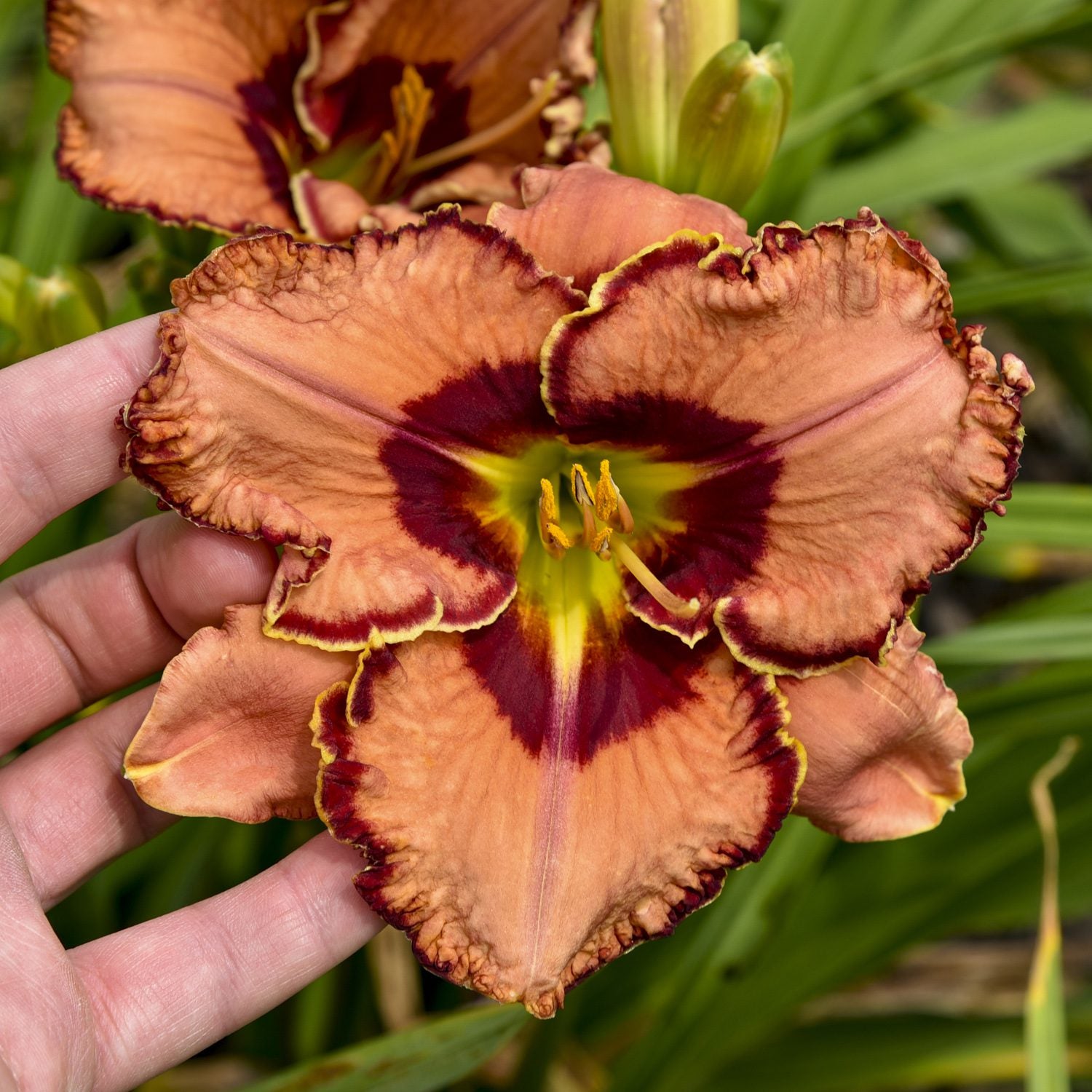 Rainbow Rhythm® 'Fearfully and Wonderfully Made' Daylily (Hemerocallis) - Photo Courtesy of Proven Winners, Inc.