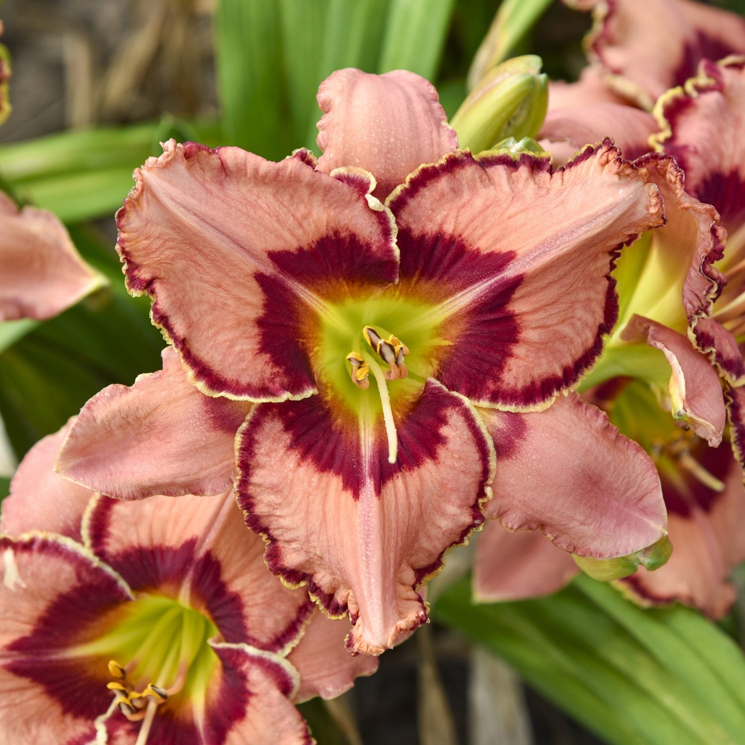 Rainbow Rhythm® 'Fearfully and Wonderfully Made' Daylily (Hemerocallis) - Photo Courtesy of Proven Winners, Inc.