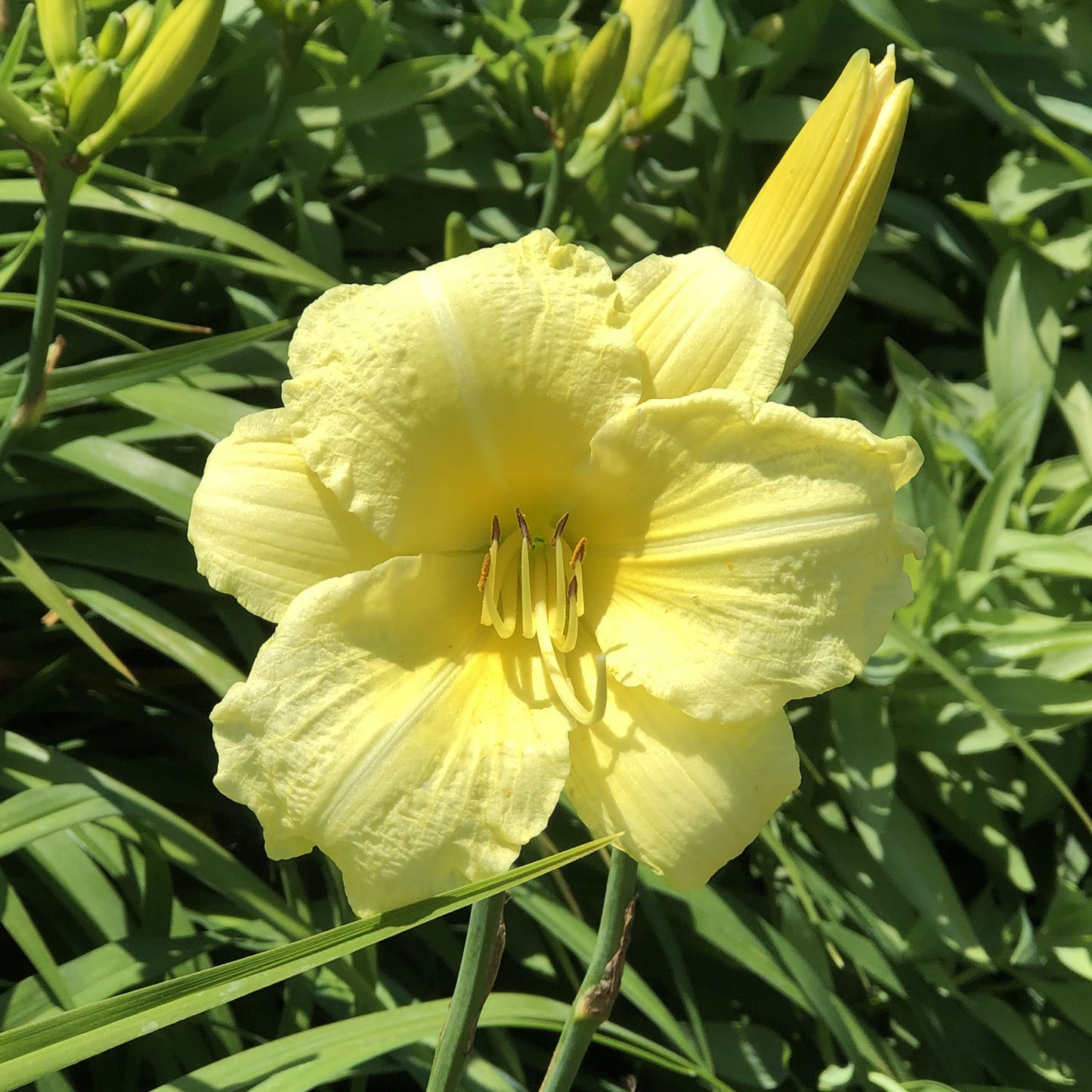 Rainbow Rhythm® 'Going Bananas' Daylily (Hemerocallis) - Photo Property of Garden Crossings LLC