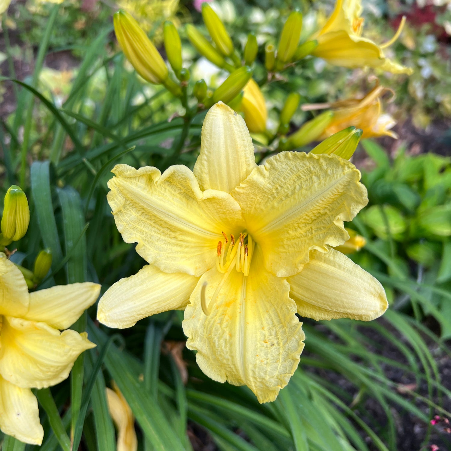 Rainbow Rhythm® 'Going Bananas' Daylily (Hemerocallis) - Photo Property of Garden Crossings LLC