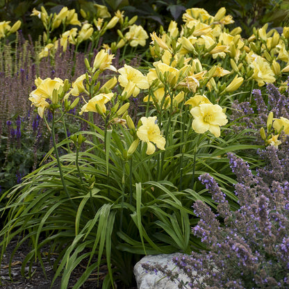 Rainbow Rhythm® 'Going Bananas' Daylily (Hemerocallis) - Photo Courtesy of Walters Gardens, Inc.