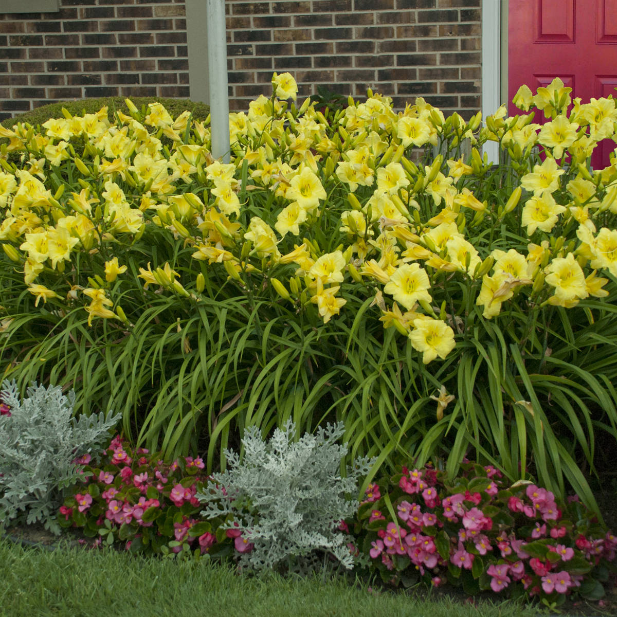 Rainbow Rhythm® 'Going Bananas' Daylily (Hemerocallis) - Photo Courtesy of Walters Gardens, Inc.
