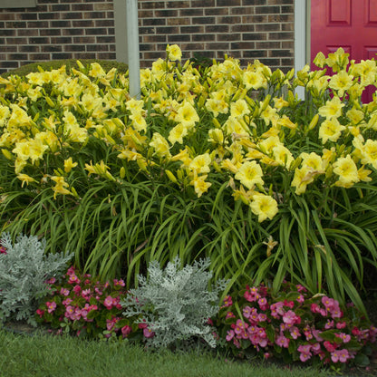 Rainbow Rhythm® 'Going Bananas' Daylily (Hemerocallis) - Photo Courtesy of Walters Gardens, Inc.
