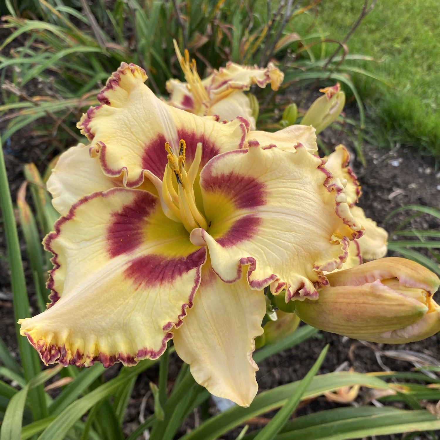 A close-up of Rainbow Rhythm® 'King of the Ages' Daylily (Hemerocallis) shows ruffled pale yellow petals with deep magenta centers and magenta-edged tips, set against green foliage and more perennial blooms in the background - Photo Property of Garden Crossings LLC.